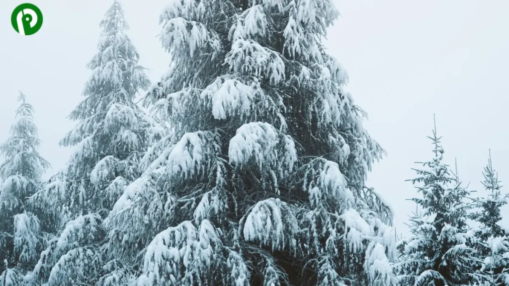 Snow-covered white pine tree in a wintry forest surrounded by other frosted trees.