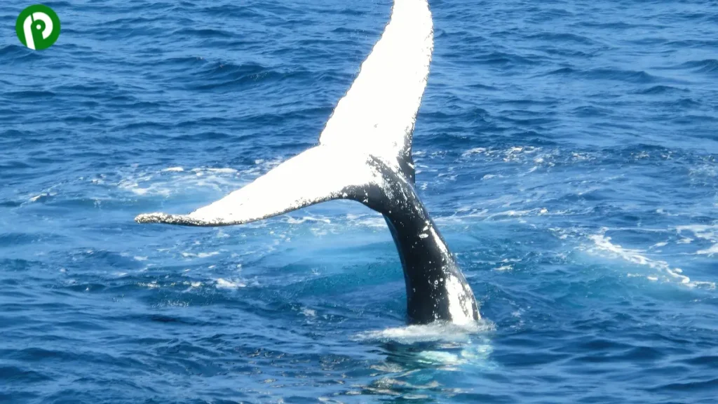 A blue whale’s tail above ocean water, showing the scale of its enormous body beneath the surface