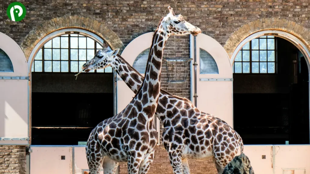 Two giraffes standing side-by-side with necks crossed in front of a brick building with arched windows.