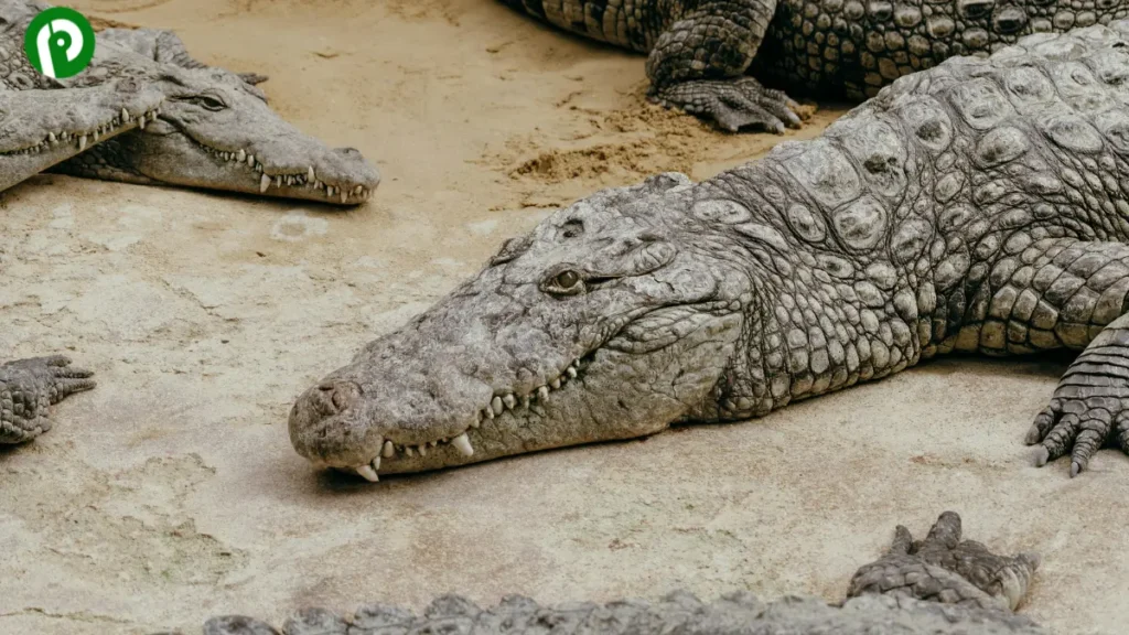Multiple alligators lying close together on sand, facing in various directions.