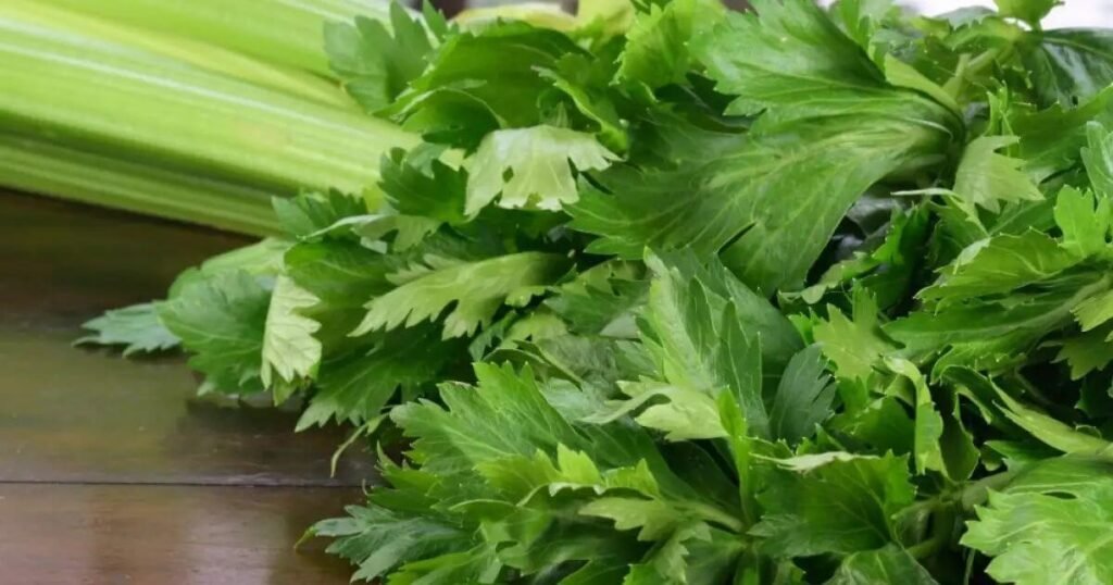 Pravi Celer: Forbidden Matrix Secrets Inside