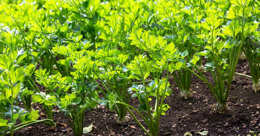 How to Grow Your Own Pravi Celer